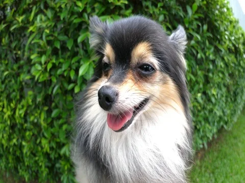 Cute Pomeranian Dog Close Up Outdoors Stock Footage