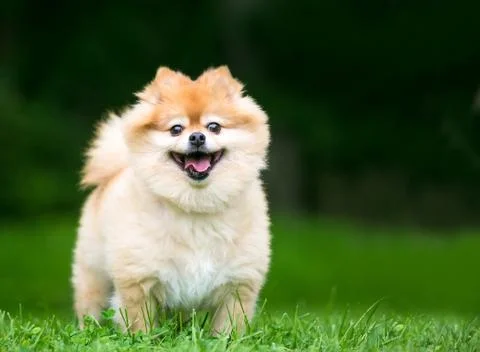 A cute Pomeranian dog with a happy expression Stock Photos