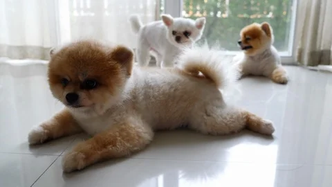 Cute pomeranian dog, happy small pet in living room Stock Footage 94422053