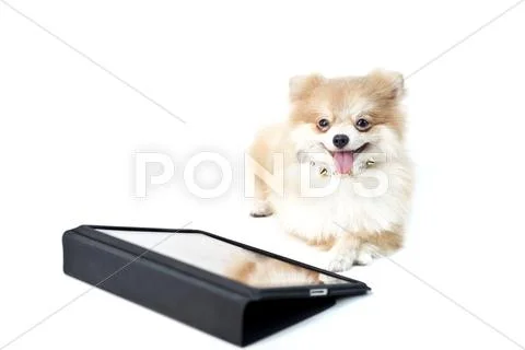 The cute pomeranian dog over white with ipad Stock Photos