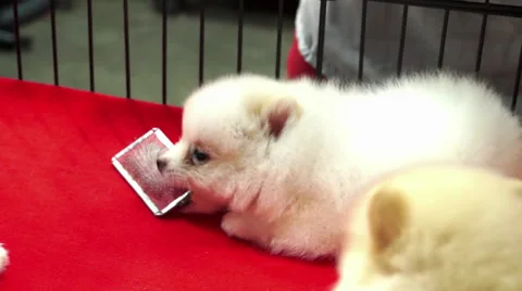 Cute pomeranian pups inside a cage on display for sale Video stock 39933592