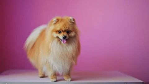 Cute Pomeranian Spitz with fluffy red fur in a grooming salon, slow motion 4K Stock Footage 294702228