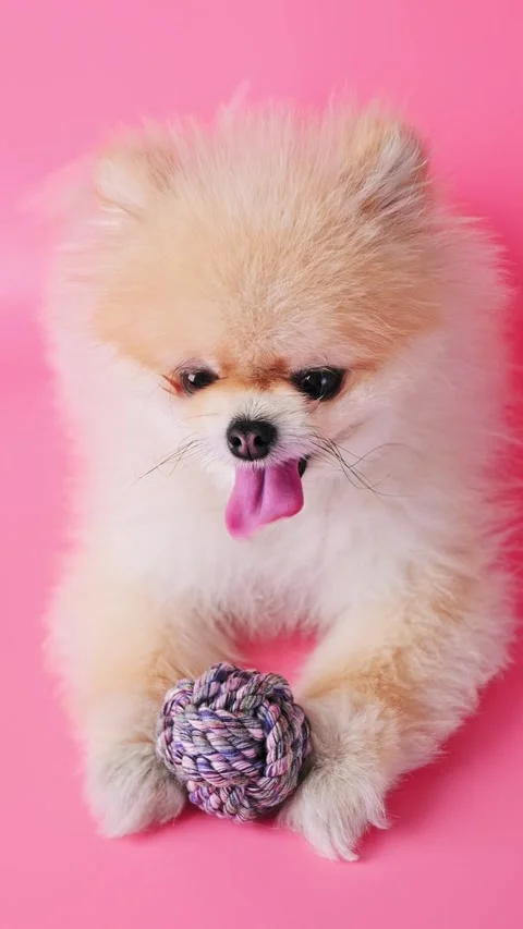 Cute Pomeranian spitz holding soft toy ball in its paws against pink background. Video stock 343125798