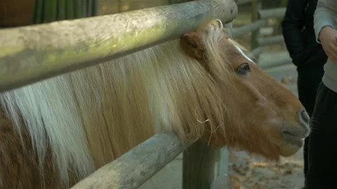 Cute poney puting the head through a fence Stock Footage 172418542