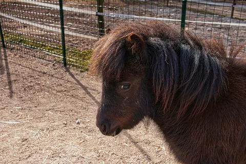 Cute pony foal Stock Photos