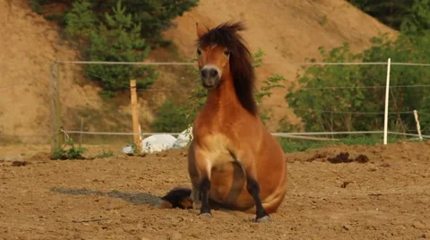 Cute pony wallowing Stock Footage 55058415
