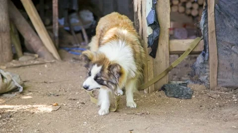 Cute Pooch On A Leash In The Yard Video stock 52567491