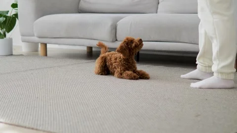 Cute poodle with devoted look is waiting for command from caring owner. Owner Stock Footage 267594459