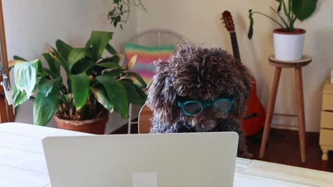 Cute poodle dog with glasses using laptop computer Stock Footage 333620966