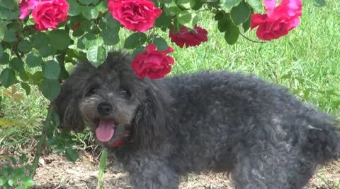 A cute poodle 動画素材 10562321
