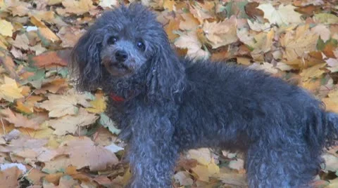 A cute poodle Stock-Footage 10562344