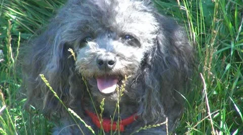 A cute poodle 스톡 동영상 10562363