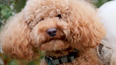 A Cute Poodle with its Soft and Fluffy Fur in a Beautiful Natural Outdoor Stock Footage 319075354