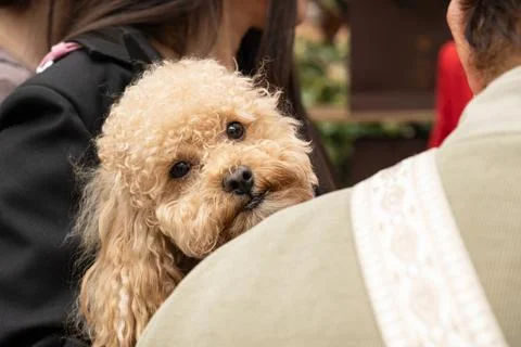 Cute poodle peeks over owner shoulder and looks directly at camera. funny poo Stock Photos
