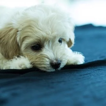 Cute poodle puppy Stock Photos