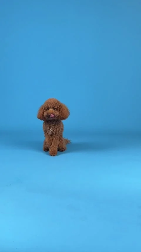 A cute Poodle sits gracefully against a bright blue background, showcasing its Stock Footage 304778385
