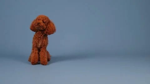 A cute Poodle sits gracefully against a vibrant blue background, making a Stock Footage 305541485