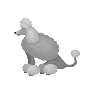 Cute poodle in sitting position, side view. Home pet. Small dog with gray fluffy Stock Illustration