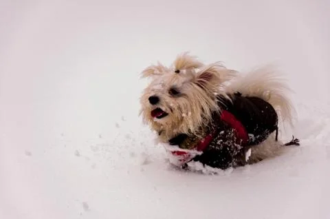 Cute poodle in the snow Stock Photos