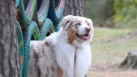 Cute portrait of Australian shepherd Stock Footage 100425009