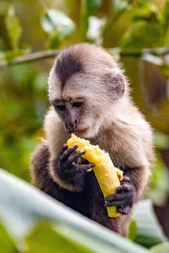 Cute portrait of capuchin wild monkey eating banana Stock Photos