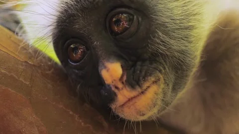 Cute portrait of red colobus monkey watching straight at camera funny looking Stock Footage 237508908