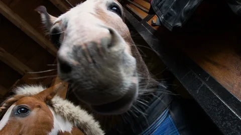 Cute Portrait of Small donkey & Pony living together in stall in a equine farm Stock Footage