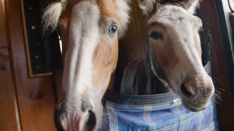 Cute Portrait of Small donkey &amp; Pony living together in stall in a equine farm Stock Footage 117710656