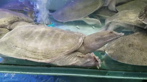 The cute posture of turtles in the water Stock Footage 291300354