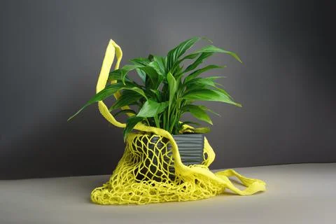 A cute pot with home flower Spathiphyllum in yellow shopping net bag. Stock Photos