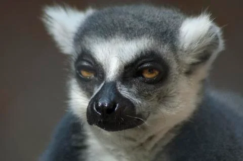 Cute Potrait RingTailed Lemur funny face Stock Photos