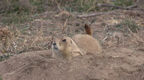 Cute Prairie Dog Stock-Footage 32539647