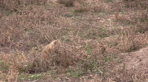 Cute Prairie Dog Stock-Footage 32692785