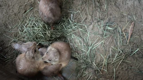 Cute Prairie dog lying in group on the ground. Stockbeeldmateriaal 249923819