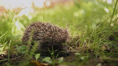 Cute prickly hedgehog in the grass Stock Footage 67702582