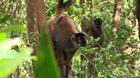 Cute primates - lemurs Video stock 86472313
