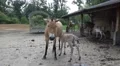 Cute Przewalski-Horse foal drinking from mother HD Footage