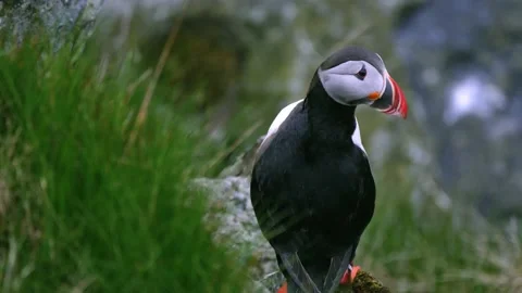 Cute Puffin bird checking surroundings Stock Footage 230219653