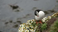 Cute Puffin On The Rocks In Iceland Stock Footage