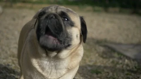 Cute pug in the backyard cinematic hd Video stock 150811317