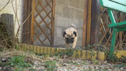 Cute pug in the backyard cinematic hd Video stock 150811345