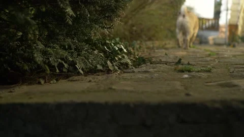 Cute pug in the backyard cinematic hd Stock Footage 150811642