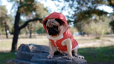Cute pug in the costume of devil Stock Footage 96243244