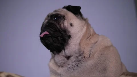 Cute pug dog. Bottom view. Low angle. Portrait. Isolated background Stock Footage 100164351