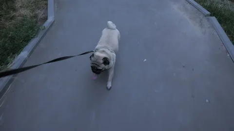 Cute pug dog can get heatstroke, sunstroke. Summer hot problem weather 스톡 동영상 154369728