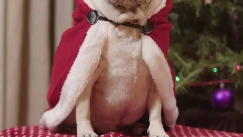 A cute pug dog in Christmas clothes sits in front of a decorated tree. Stock Footage