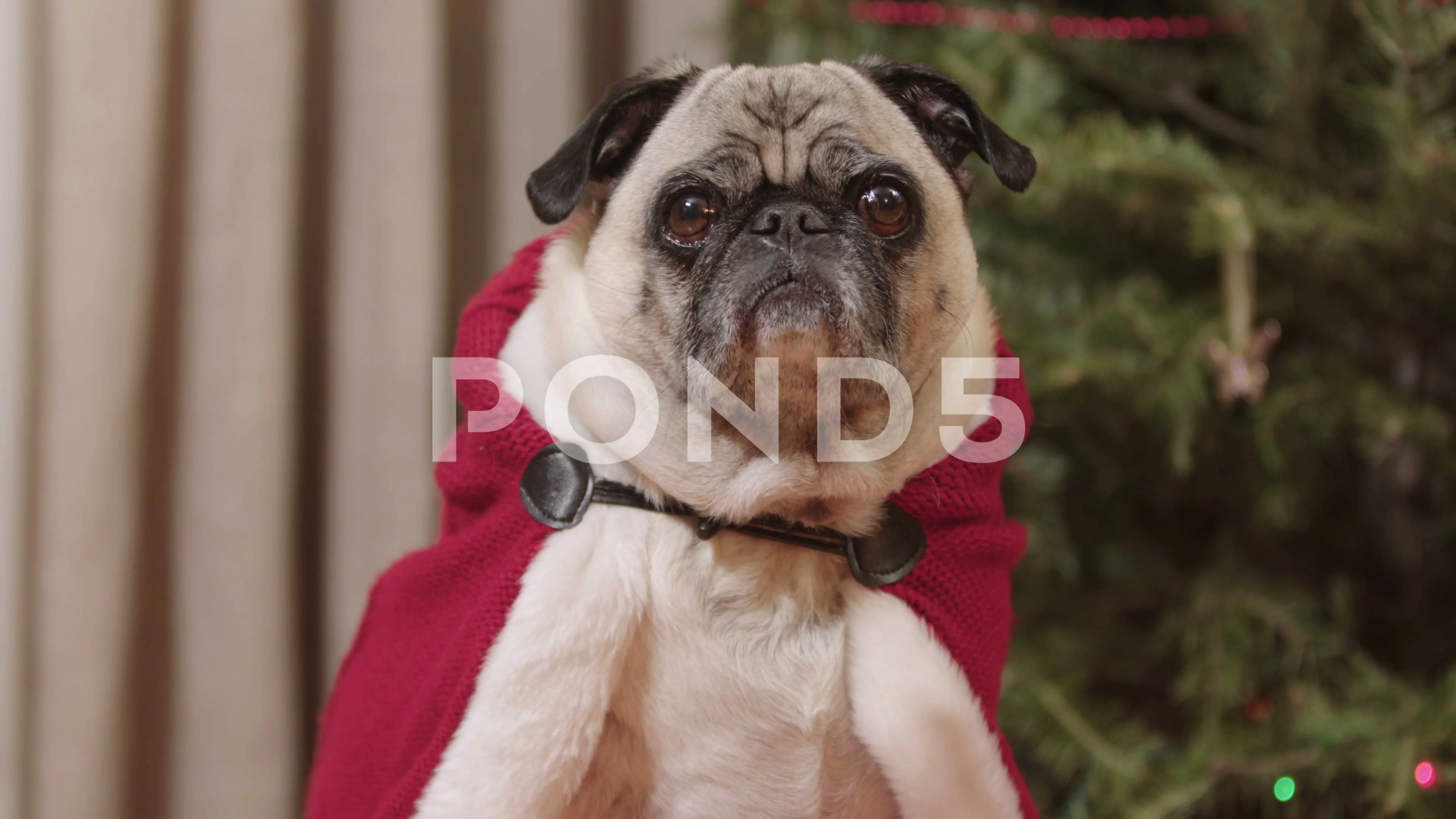 A cute pug dog in Christmas clothes sits in front of a decorated tree