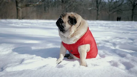 At a cute pug dog dressed in a jacket throw snow, walking in a snowy park. Stock Footage 167669569