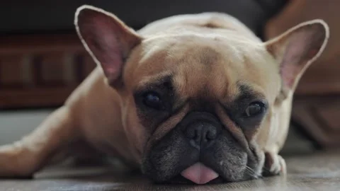 Cute pug dog having a sleeping and feel boring a siesta in living room Vídeo Stock 153194559