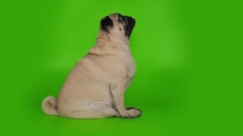 Cute pug dog head up, looking to the owner. Asking. Funny pose. Green screen. Stock Footage 107326666